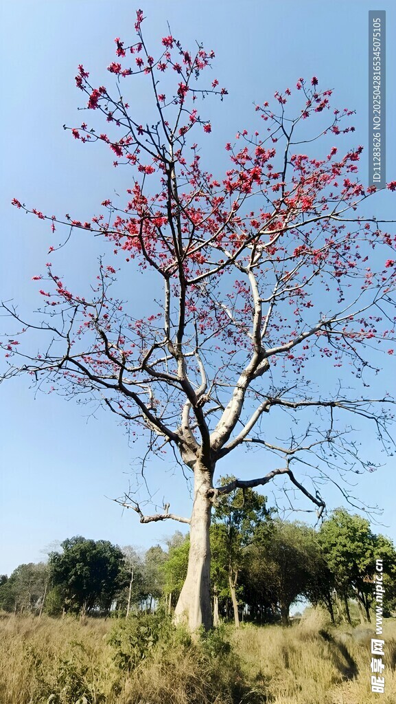 蓝天映红树的自然景致