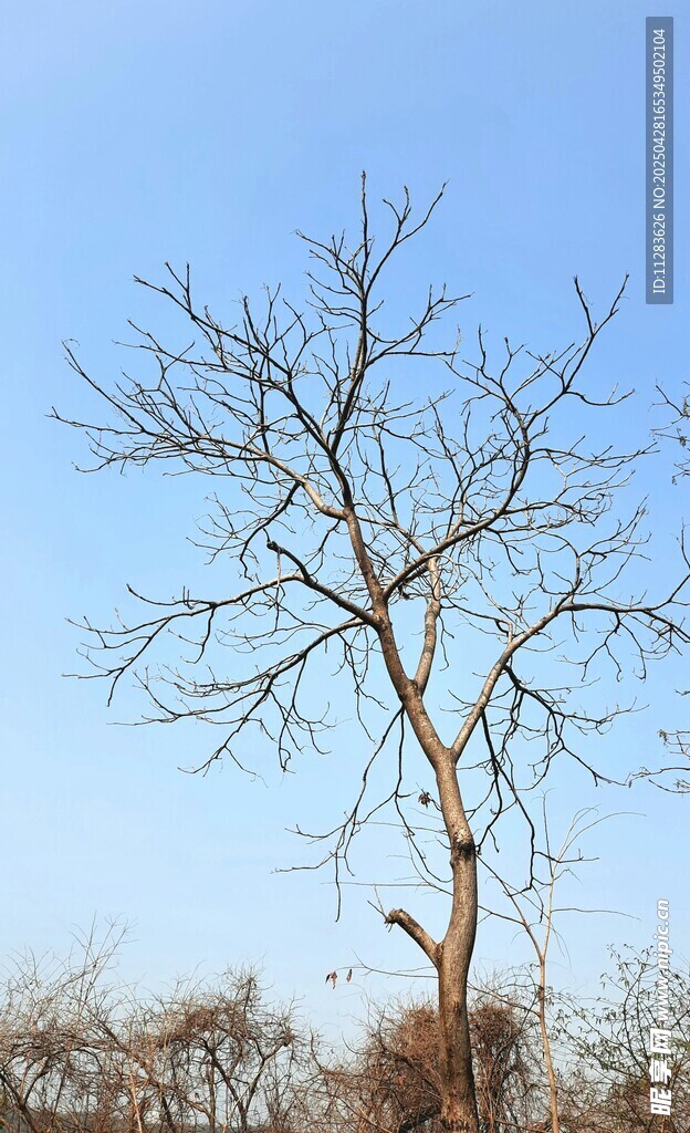 冬日枯树蓝天景象