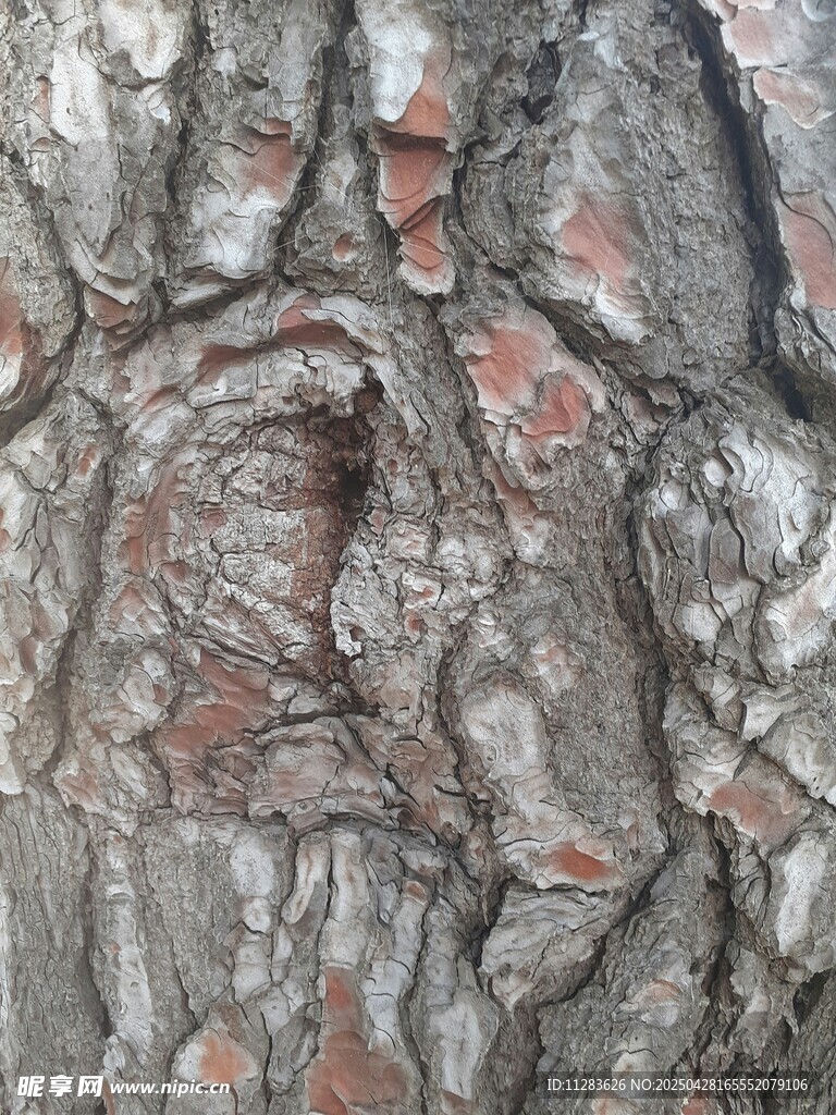 树皮纹理特写