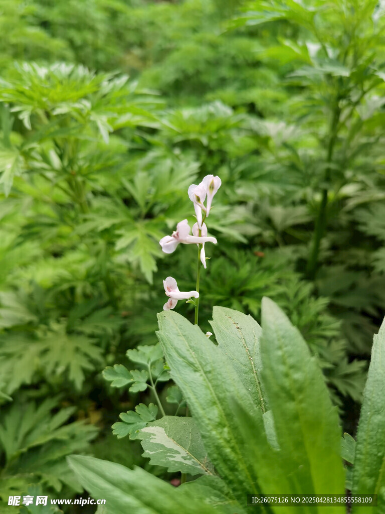 野花