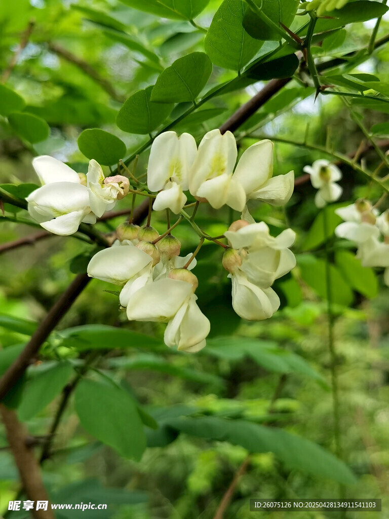 槐花