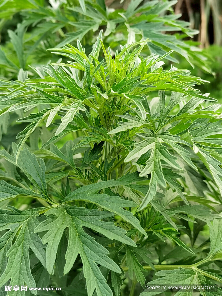 益母草