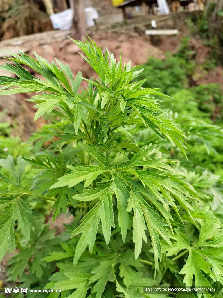 益母草