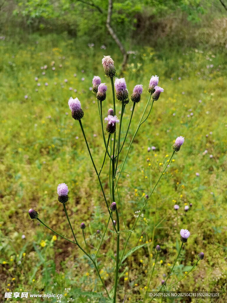 蓟花