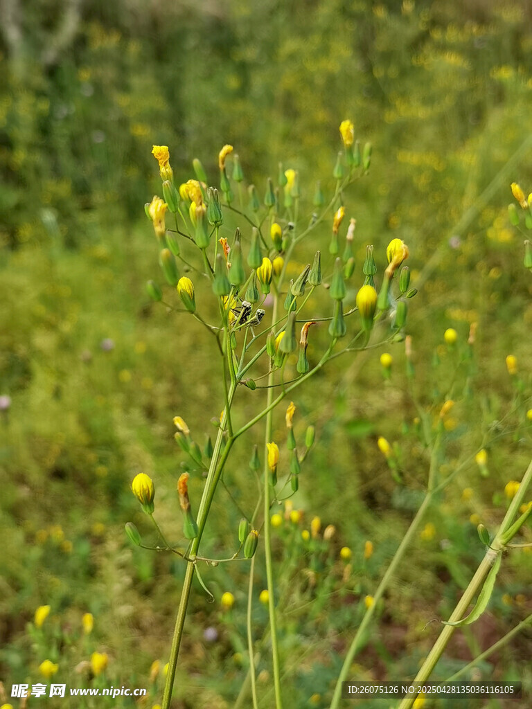 乡间野花