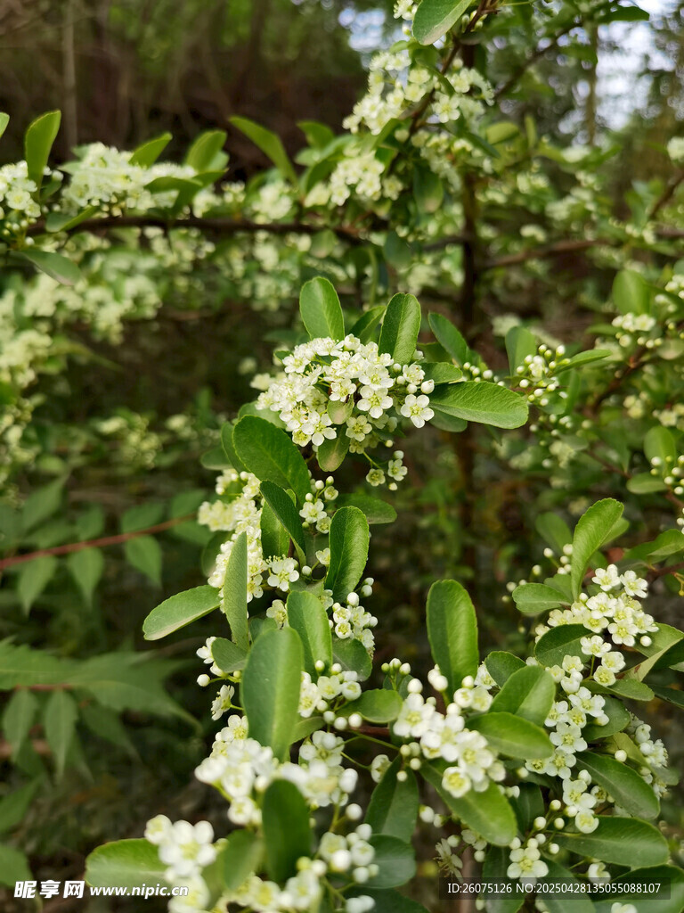 白色小花