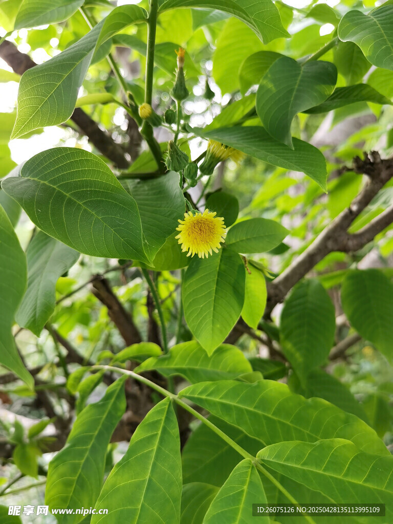 黄色小花