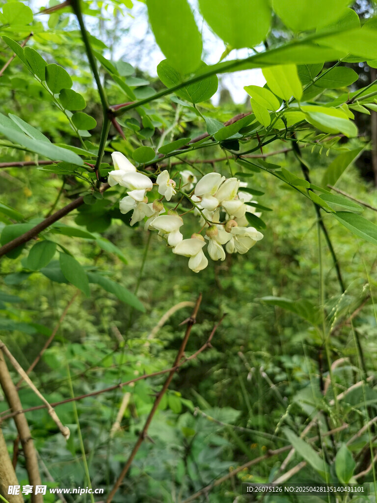 槐花