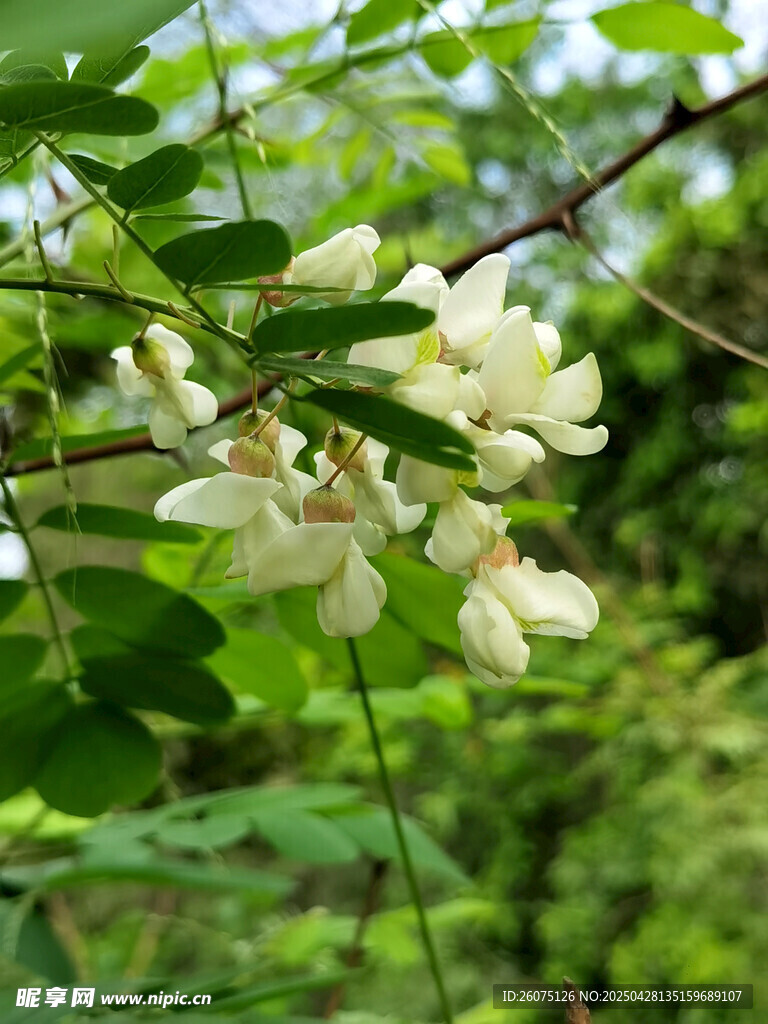 槐花