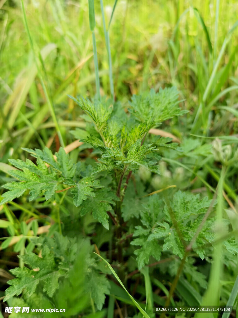 益母草