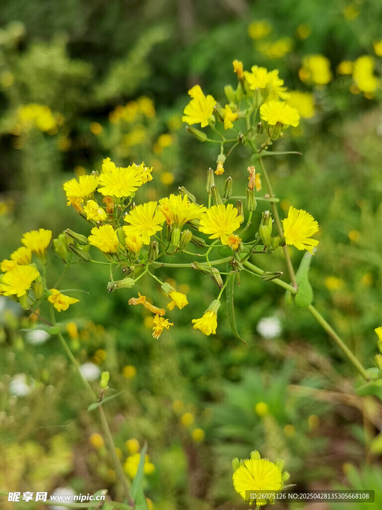黄色小花