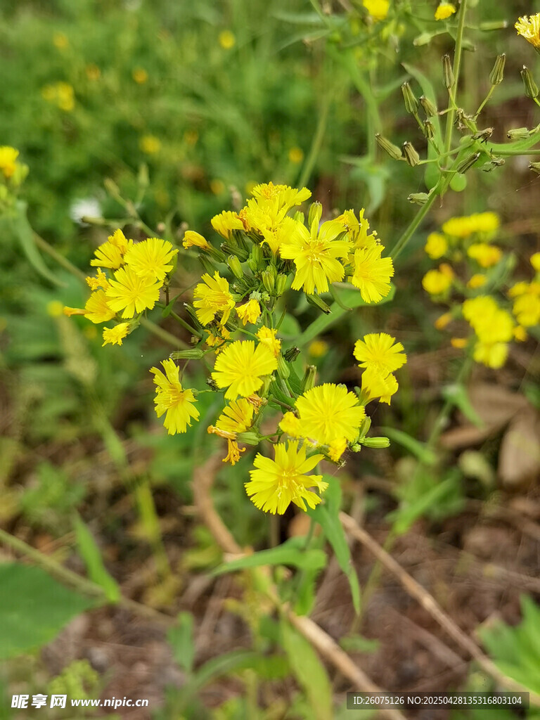 黄色小花