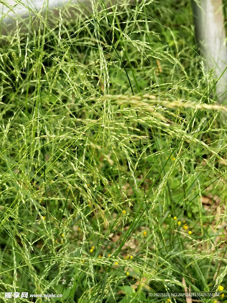 杂草