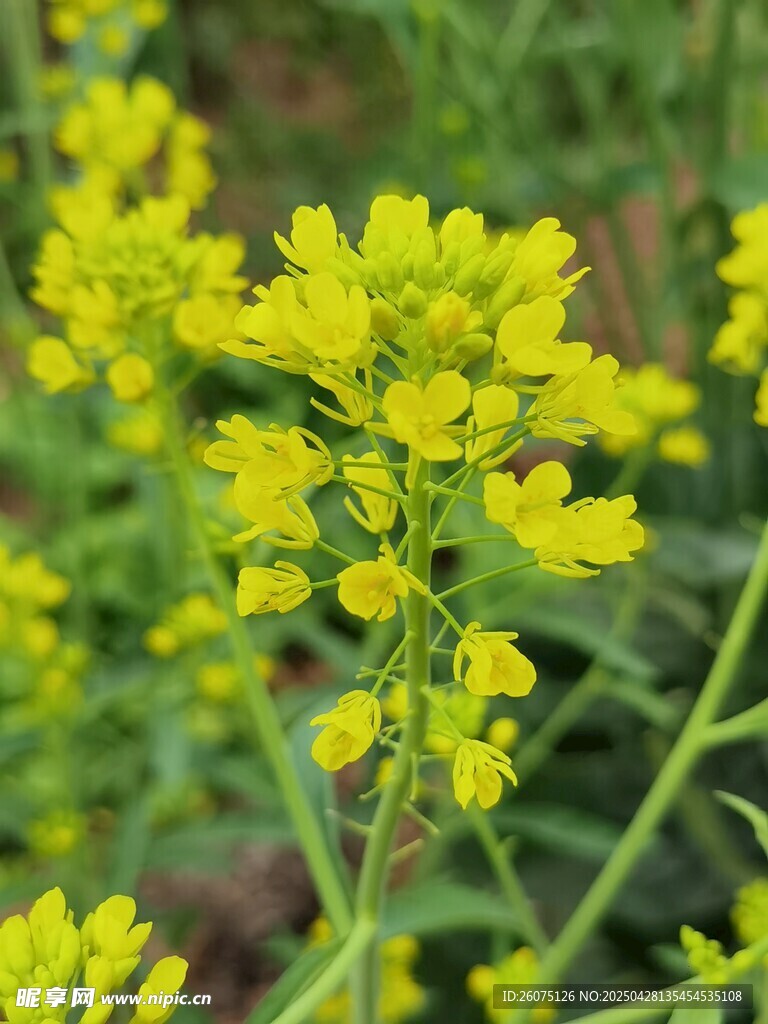菜花