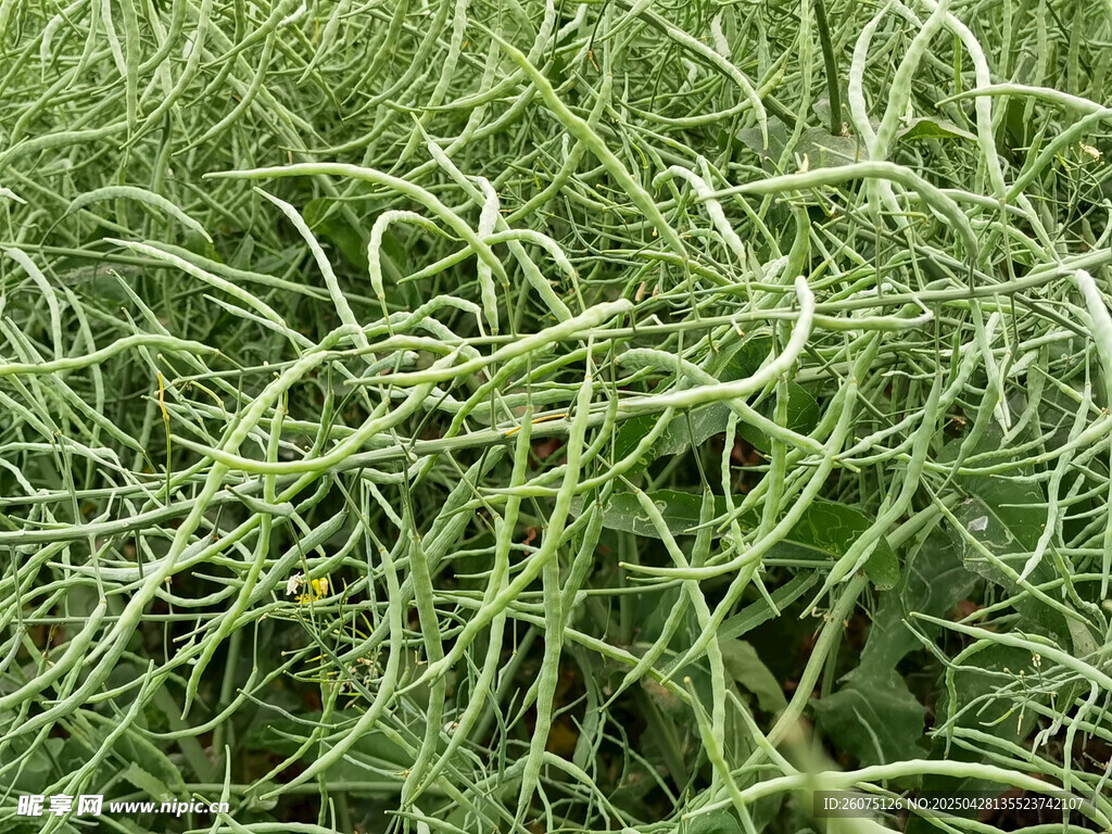 油菜