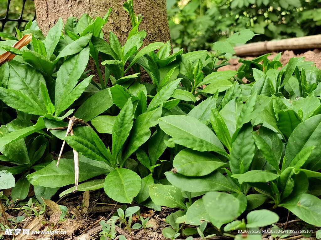 野菜
