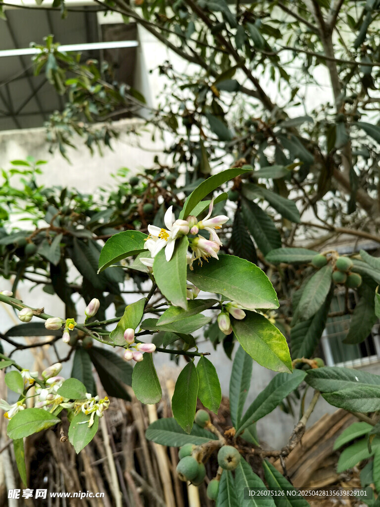 柚子花
