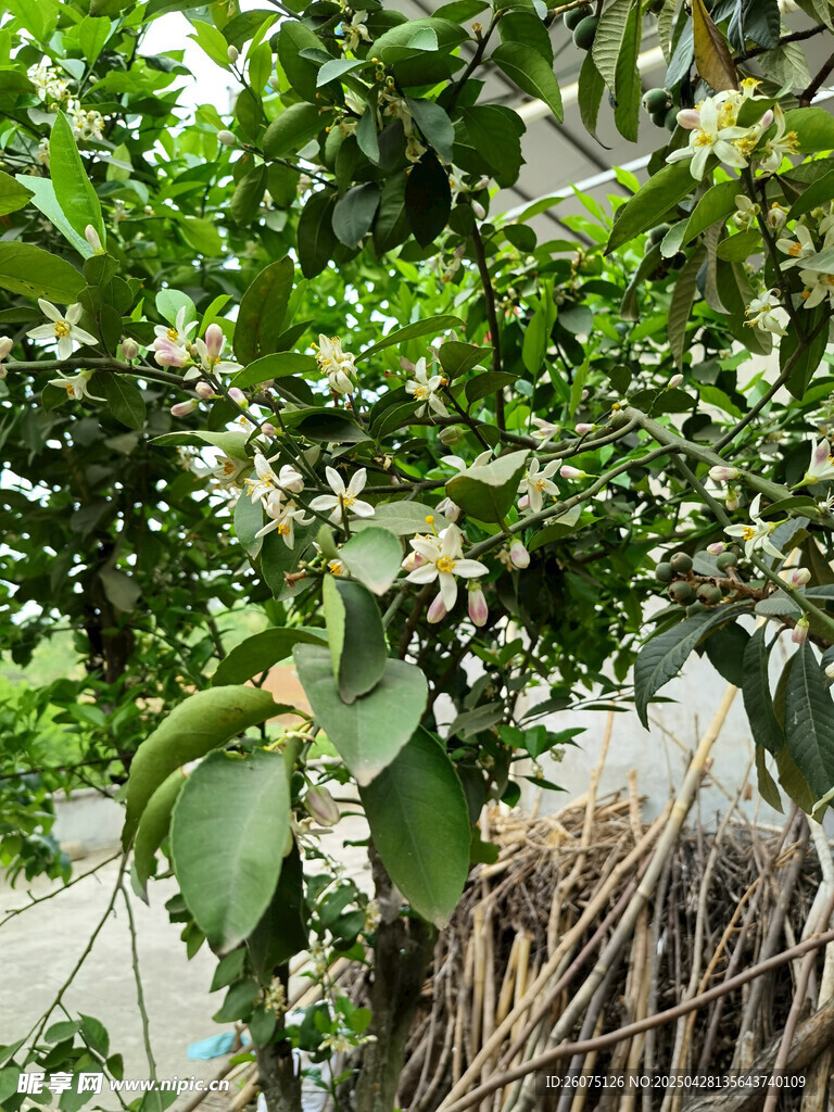 橙子花