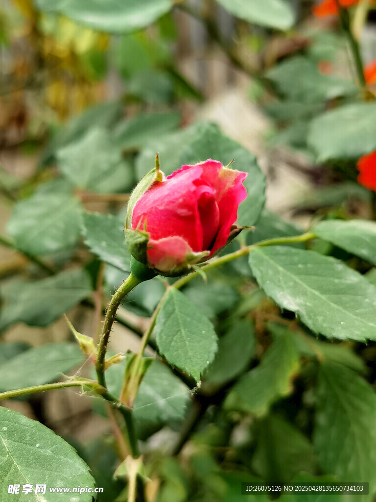 花苞