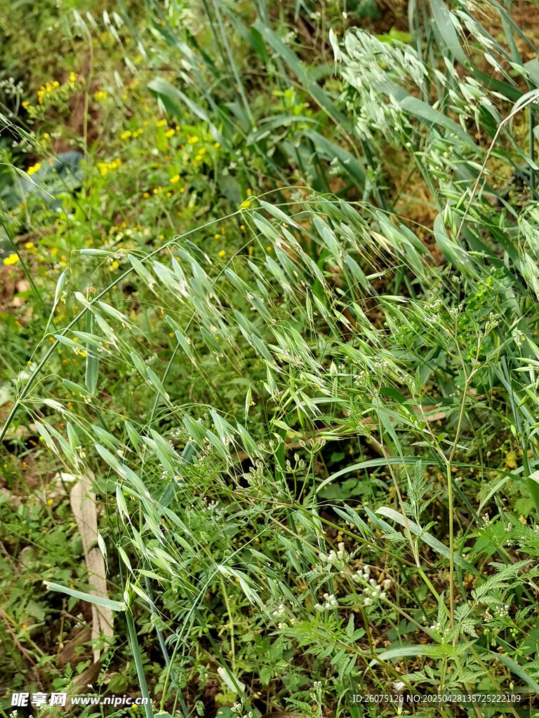 野草杂草