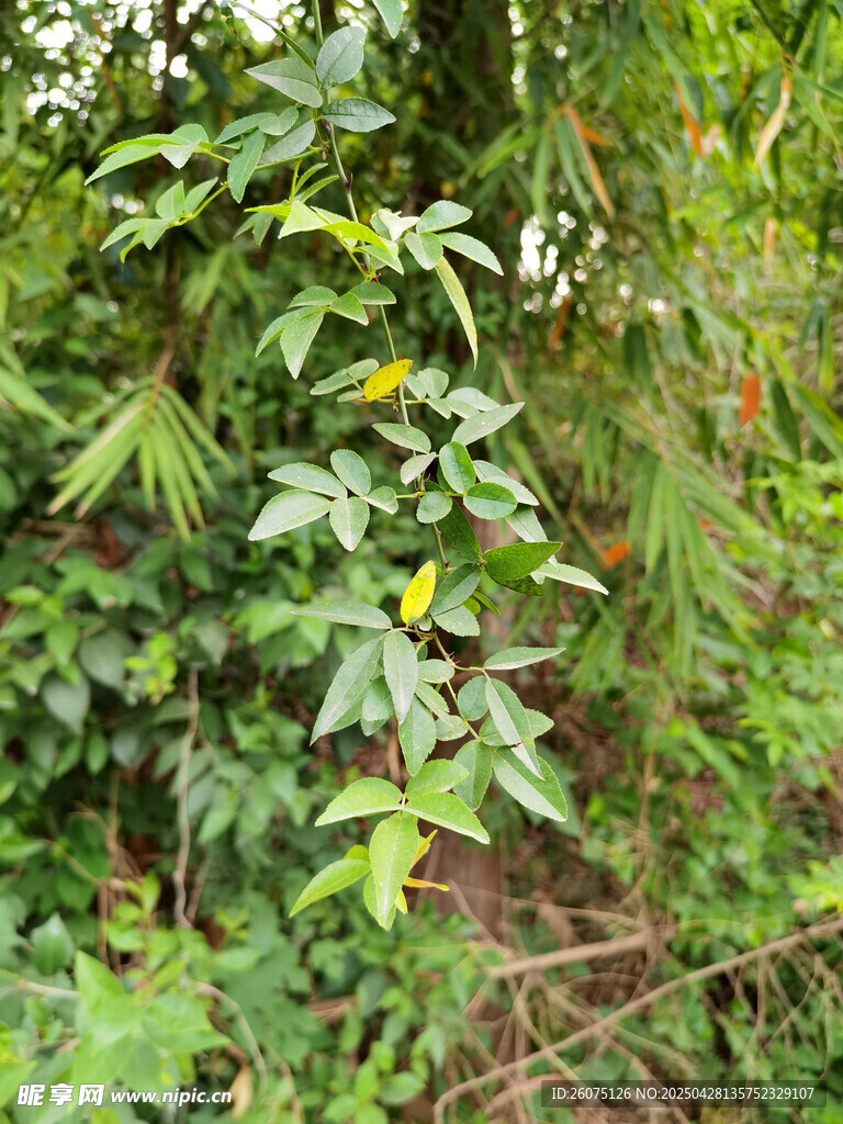 树枝