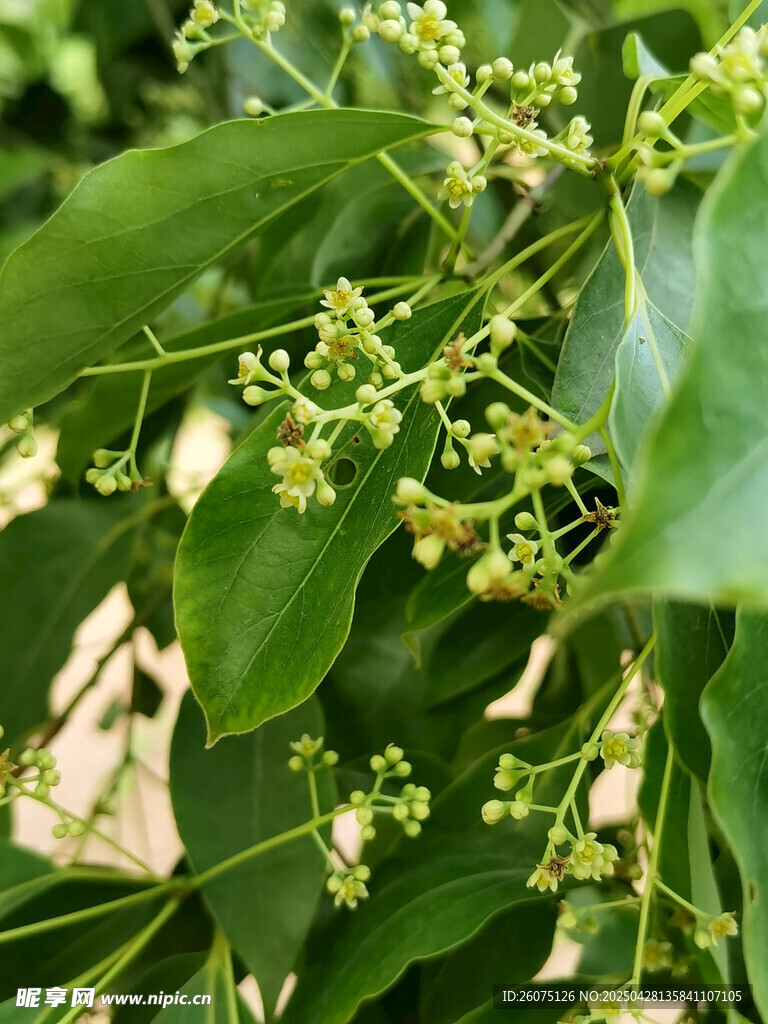 野花