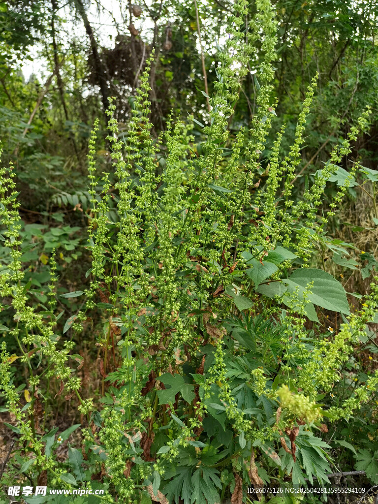 野草
