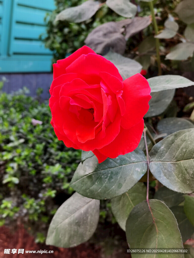 月季花