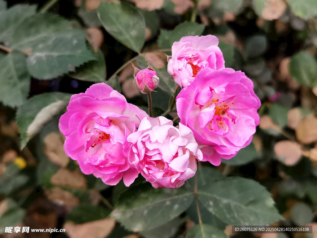 粉色月季花