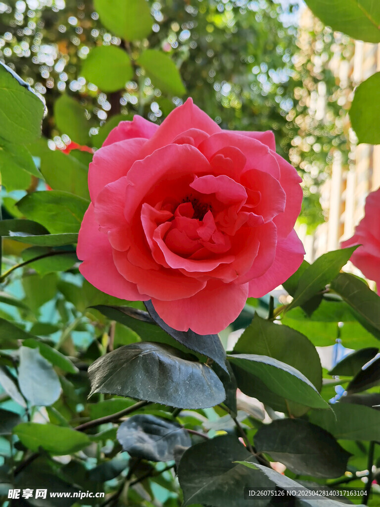 红色月季
