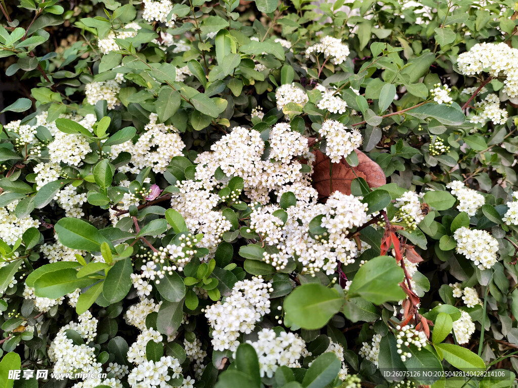 白色小花