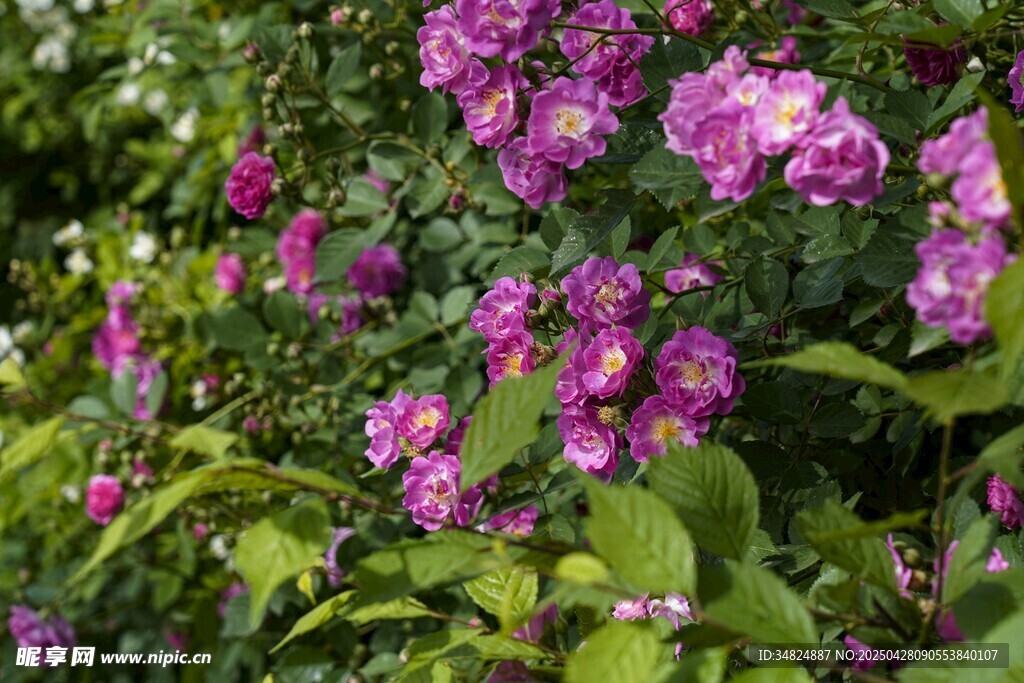 绽放的紫色鲜花
