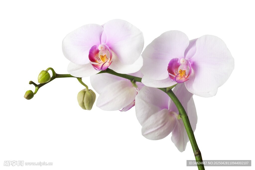 优雅白色蝴蝶兰绽放