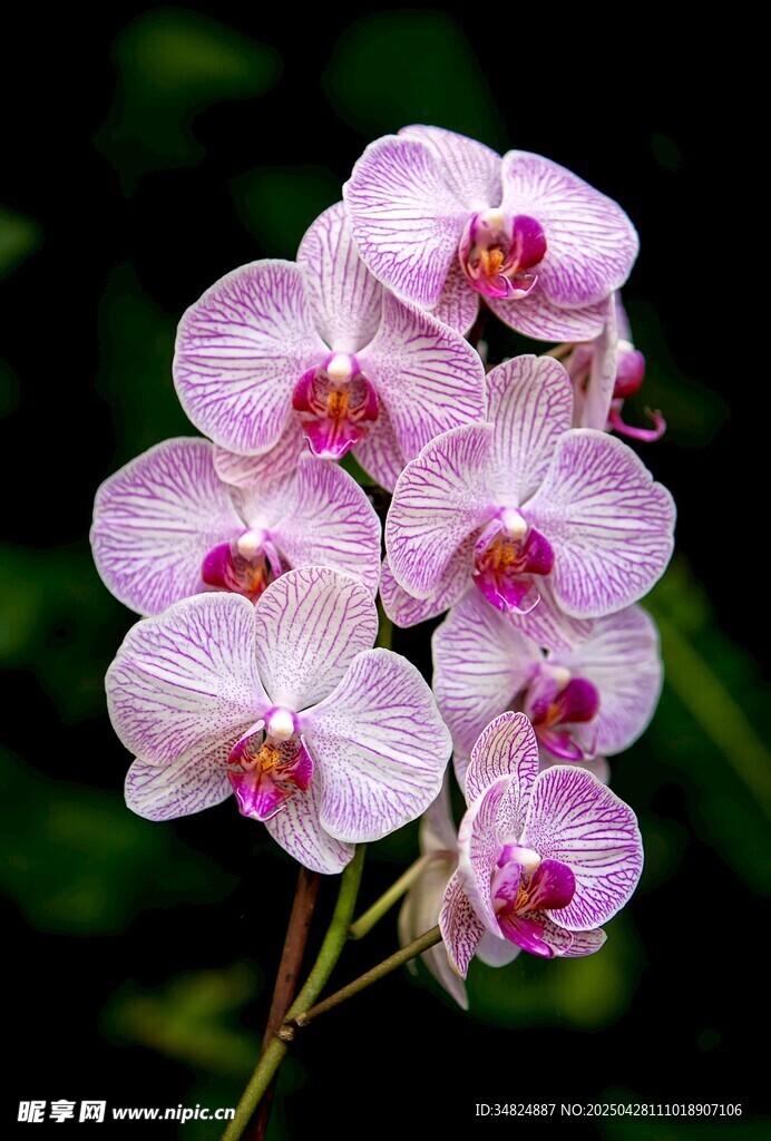 粉紫蝴蝶兰绽放