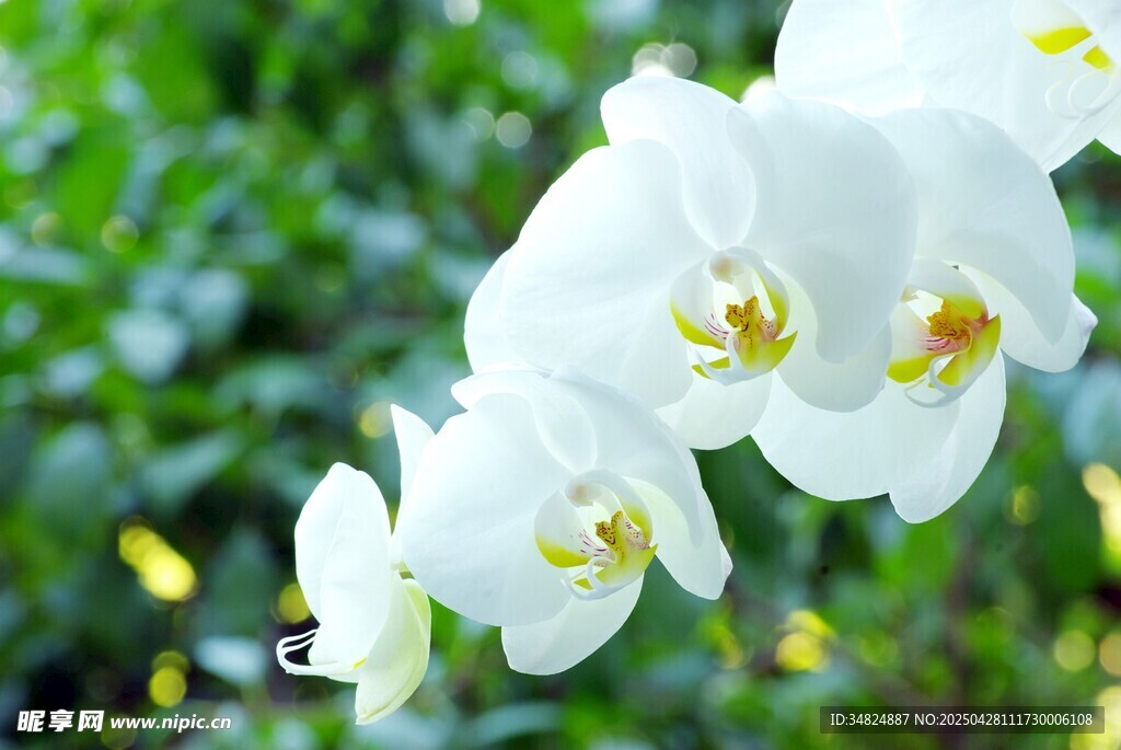 洁白蝴蝶兰绽放绿意间