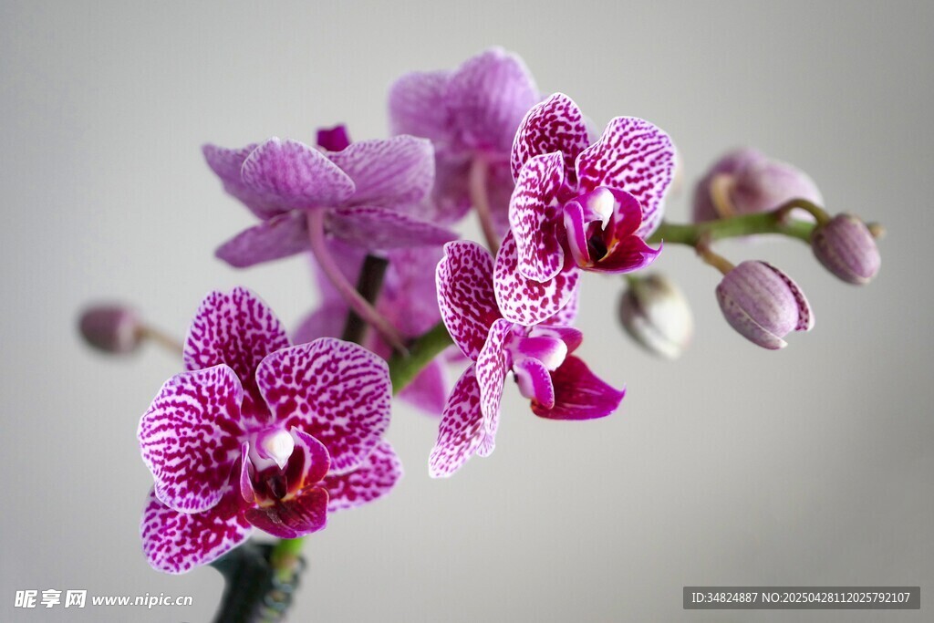 紫色蝴蝶兰特写