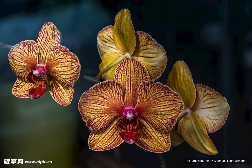 艳丽多彩的蝴蝶兰绽放