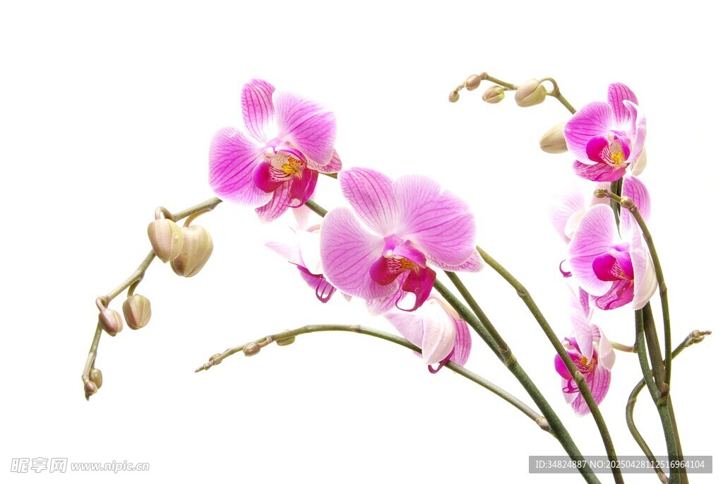 粉色蝴蝶兰绽放美丽