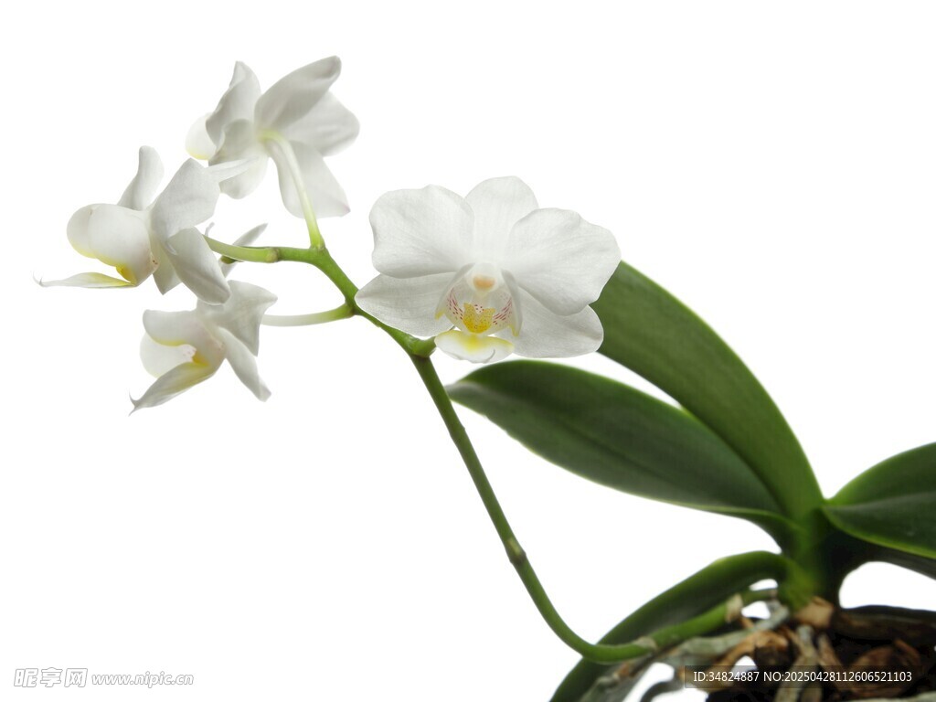 白色蝴蝶兰绽放