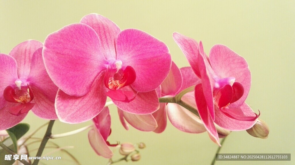 娇艳粉色蝴蝶兰绽放