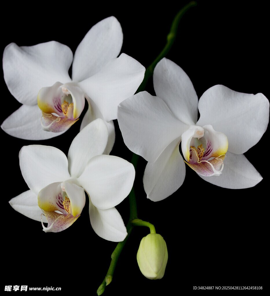 白色蝴蝶兰特写