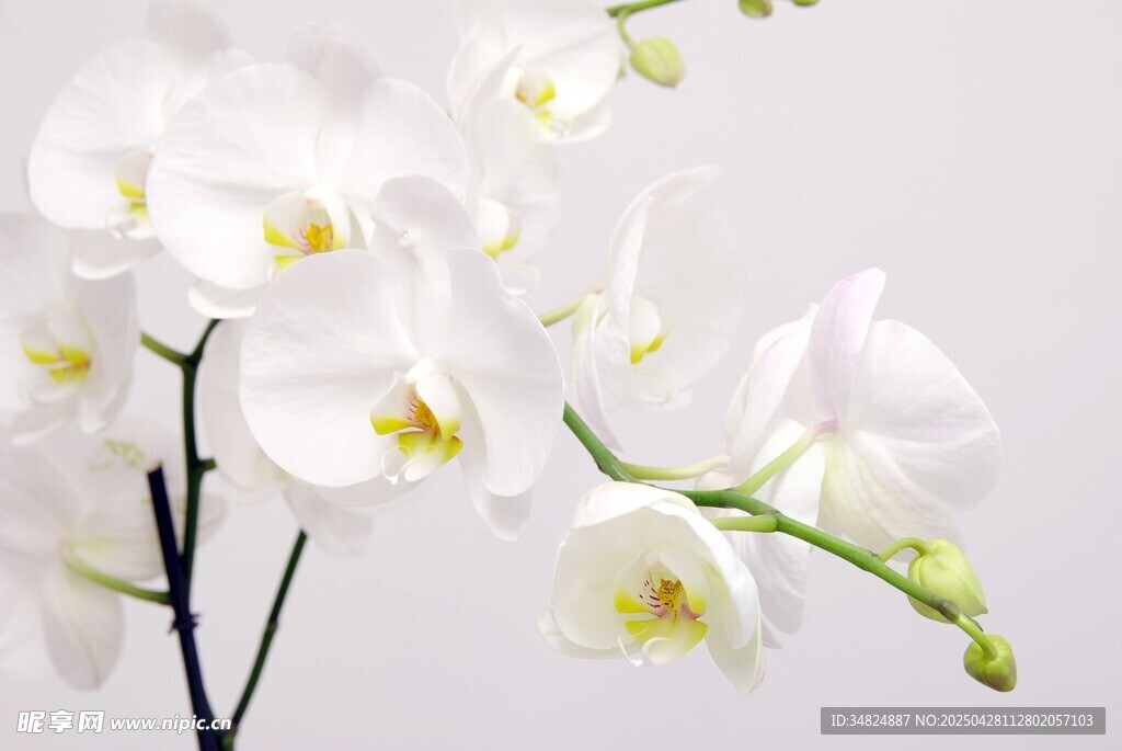 优雅白色蝴蝶兰绽放