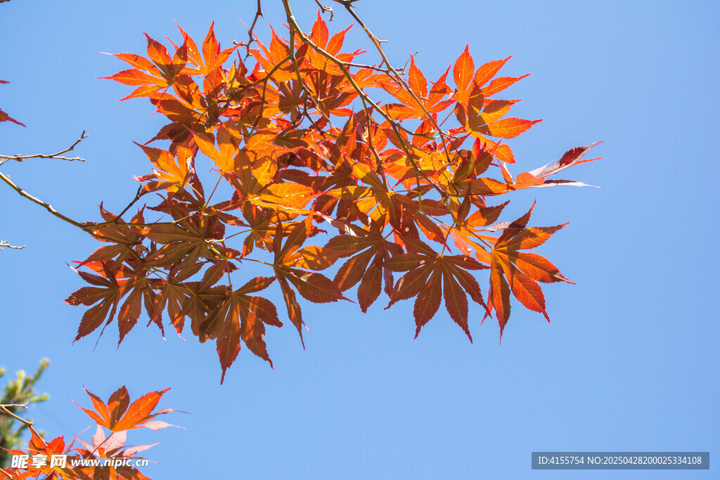 红枫叶映蓝天