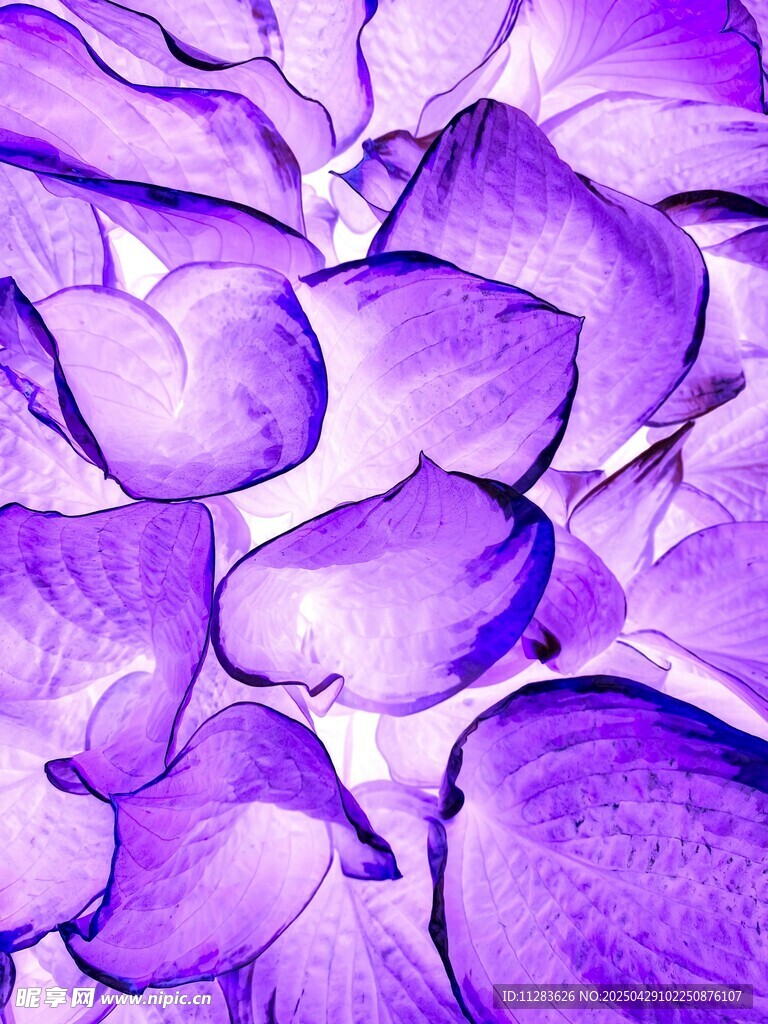 紫色花瓣特写