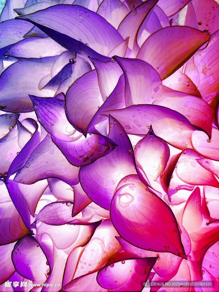 梦幻多彩抽象花瓣纹理