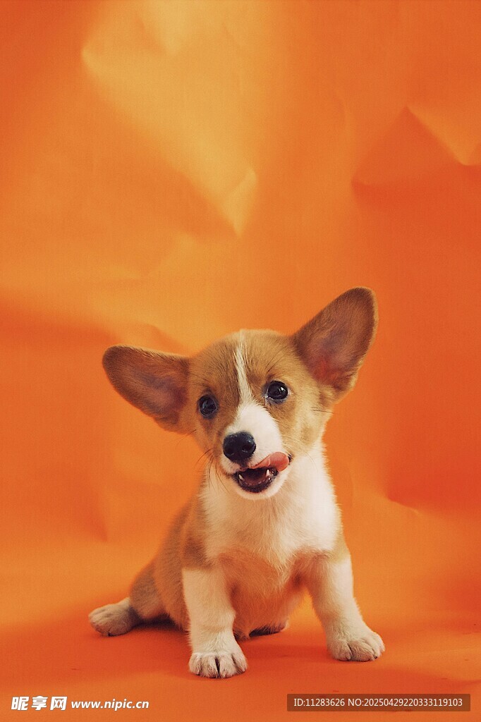 可爱柯基犬坐于橙色背景