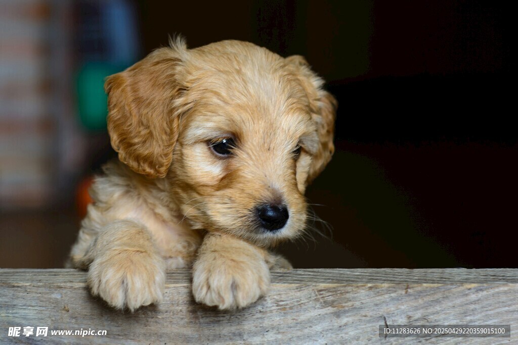 可爱幼犬趴在木边