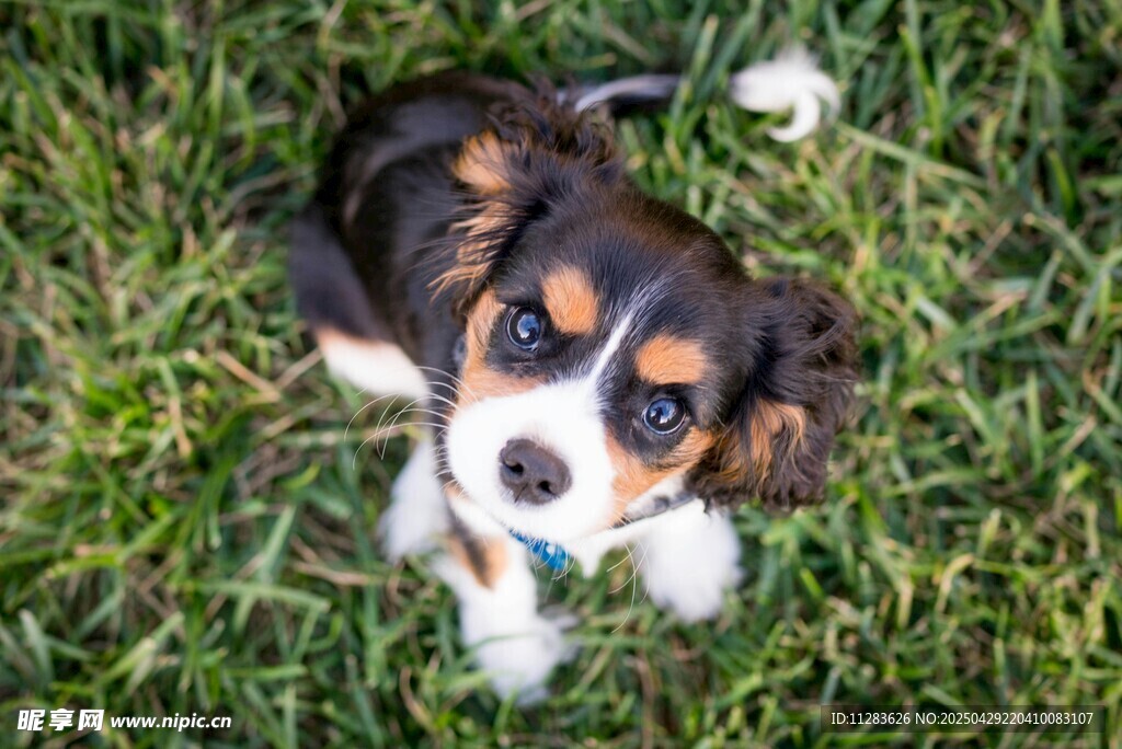 草地上的可爱小猎犬