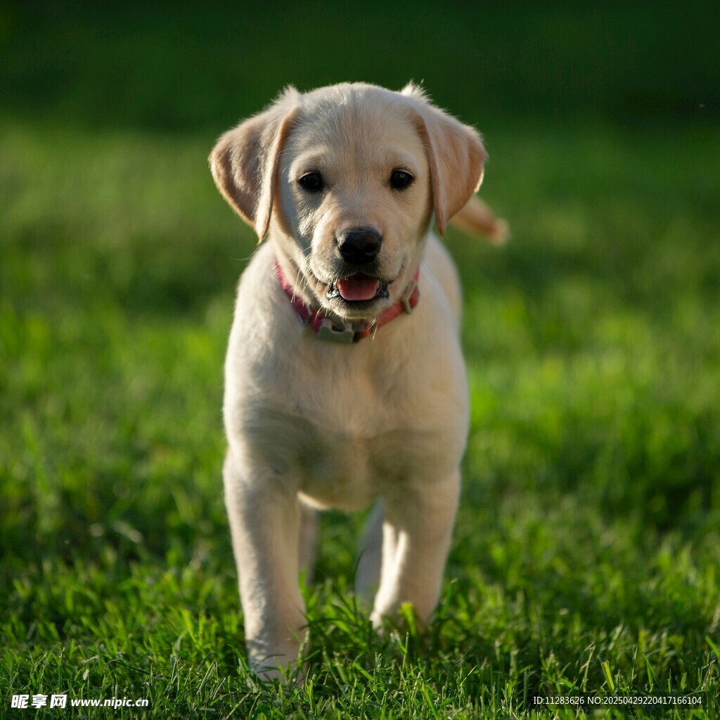可爱拉布拉多幼犬在草地