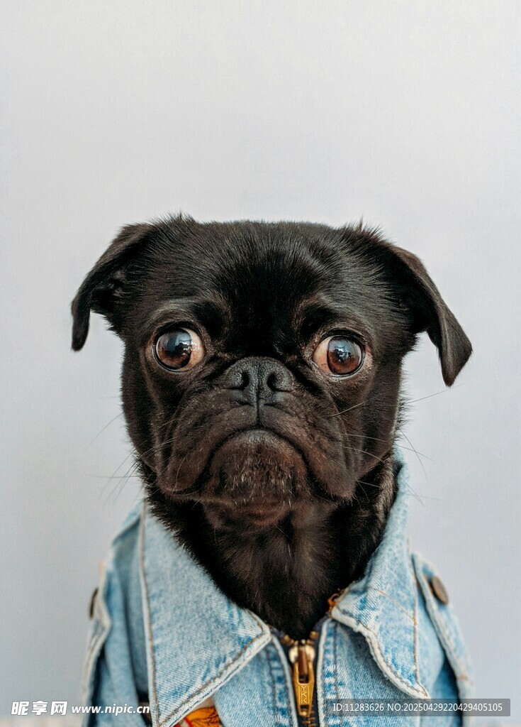穿牛仔衣的可爱黑巴哥犬
